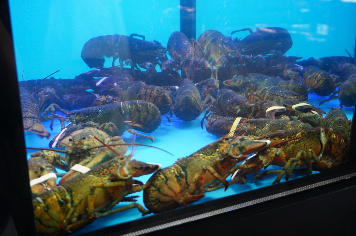 [埔里餐廳] 渡之島 日高鍋物 – 18度C的新鮮堅持 x 精緻火鍋 | 埔里餐廳推薦 | 18度C推薦 | 南投美食推薦