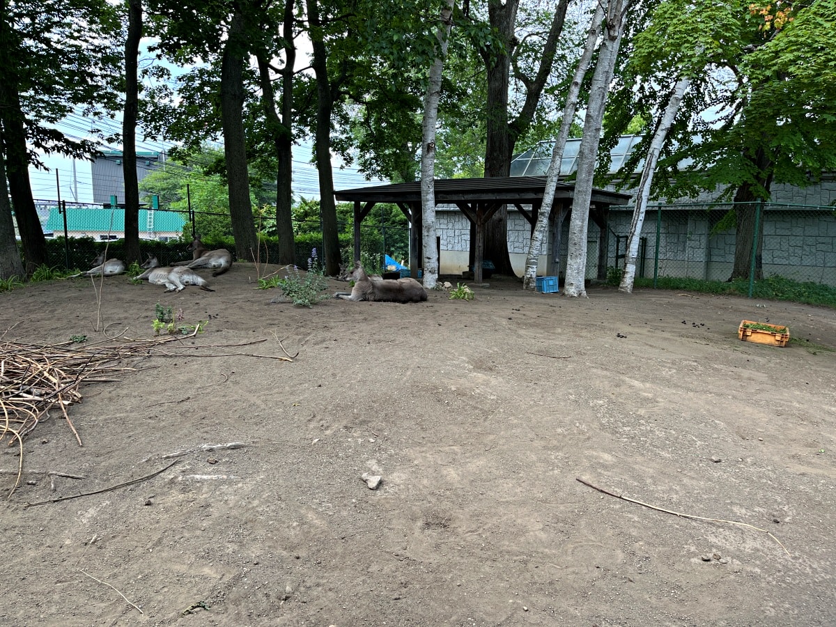 札幌市圓山動物園 – 札幌市區交通方便環境好票價便宜 | 還有北極熊北海道棕熊