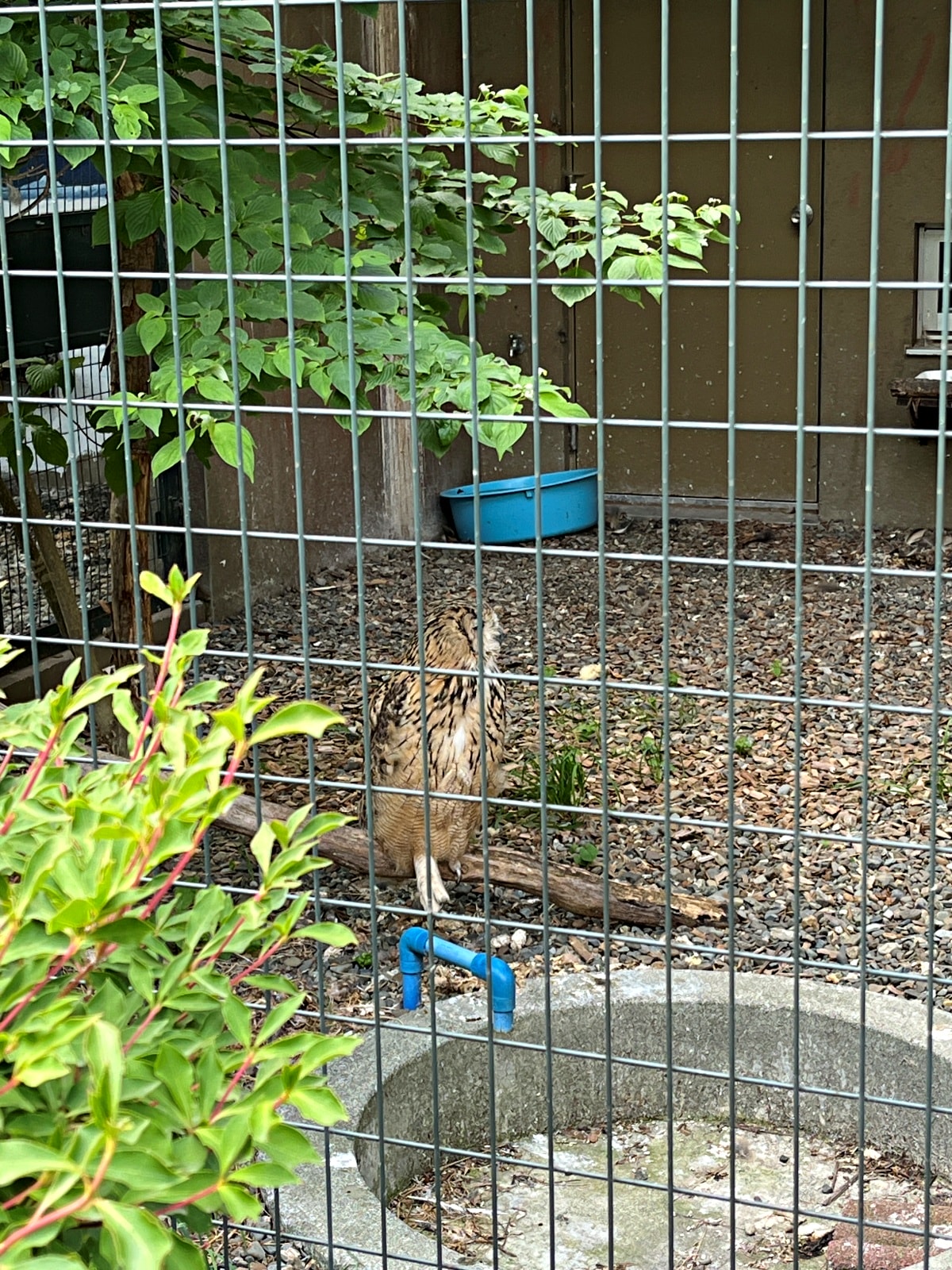 札幌市圓山動物園 – 札幌市區交通方便環境好票價便宜 | 還有北極熊北海道棕熊