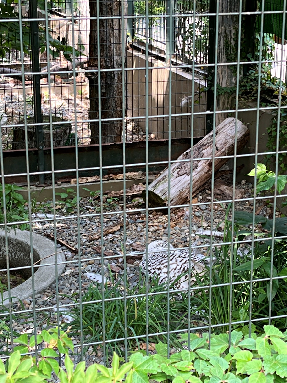 札幌市圓山動物園 – 札幌市區交通方便環境好票價便宜 | 還有北極熊北海道棕熊