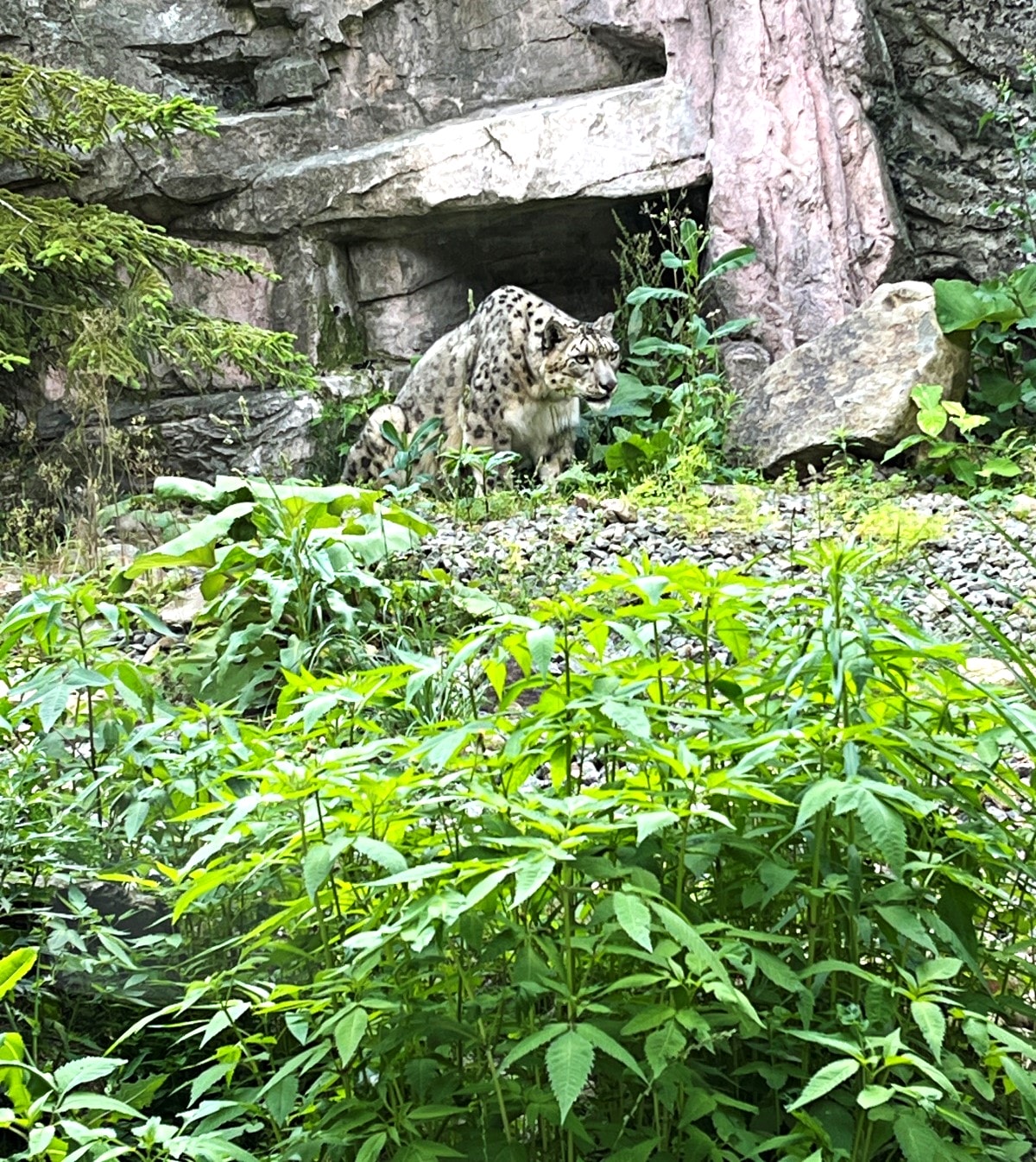 札幌市圓山動物園 – 札幌市區交通方便環境好票價便宜 | 還有北極熊北海道棕熊