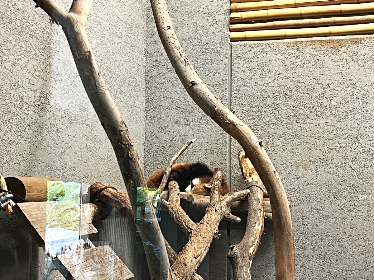 札幌市圓山動物園 – 札幌市區交通方便環境好票價便宜 | 還有北極熊北海道棕熊