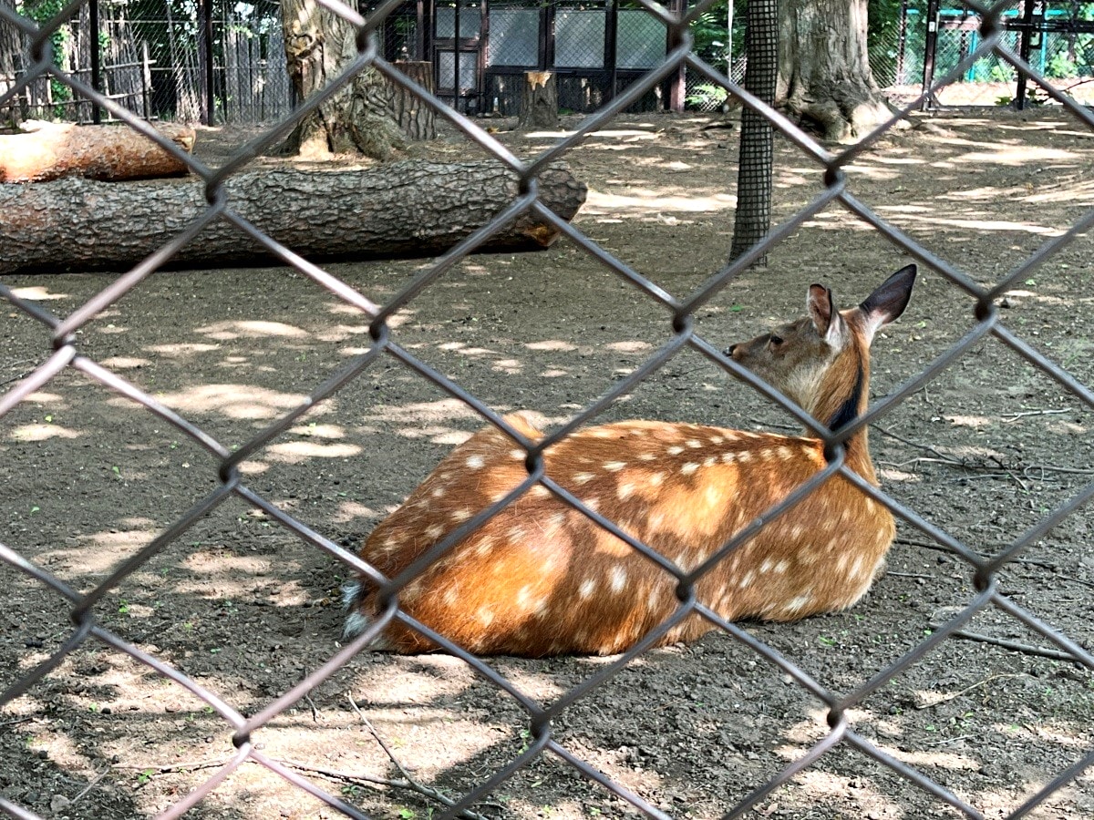札幌市圓山動物園 – 札幌市區交通方便環境好票價便宜 | 還有北極熊北海道棕熊