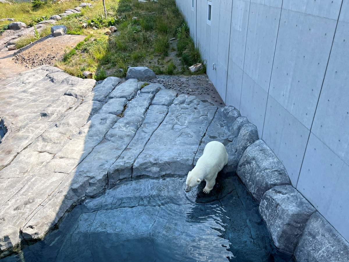 札幌市圓山動物園 – 札幌市區交通方便環境好票價便宜 | 還有北極熊北海道棕熊