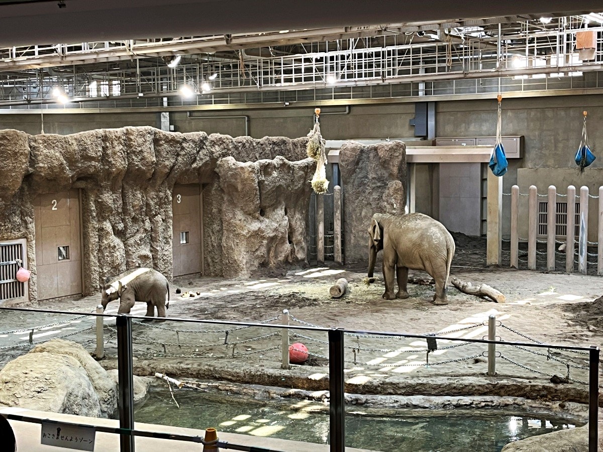札幌市圓山動物園 – 札幌市區交通方便環境好票價便宜 | 還有北極熊北海道棕熊