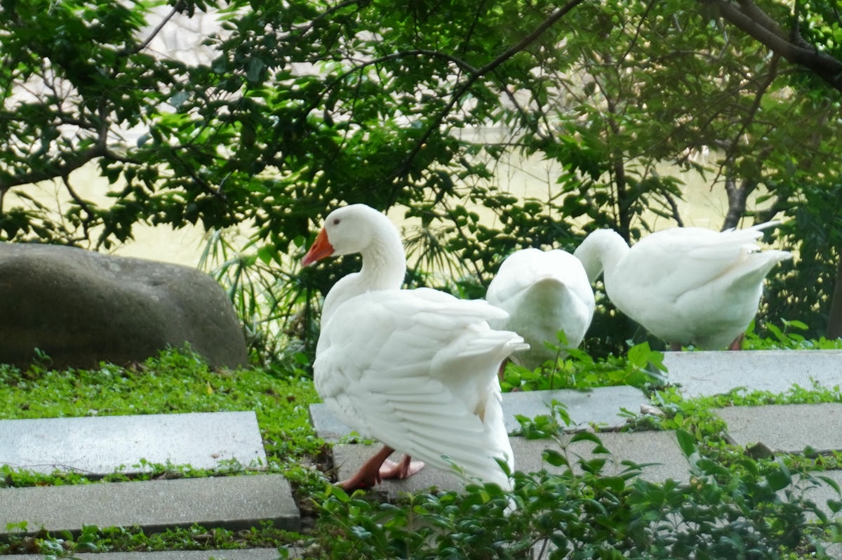 台灣觀光100亮點 | 新竹好好玩 | 新竹公園 | 南寮漁港定置漁網現流海鮮 | 湖畔料理 - 第18張圖 台灣觀光100亮點 | 新竹好好玩 | 新竹公園 | 南寮漁港定置漁網現流海鮮 | 湖畔料理
