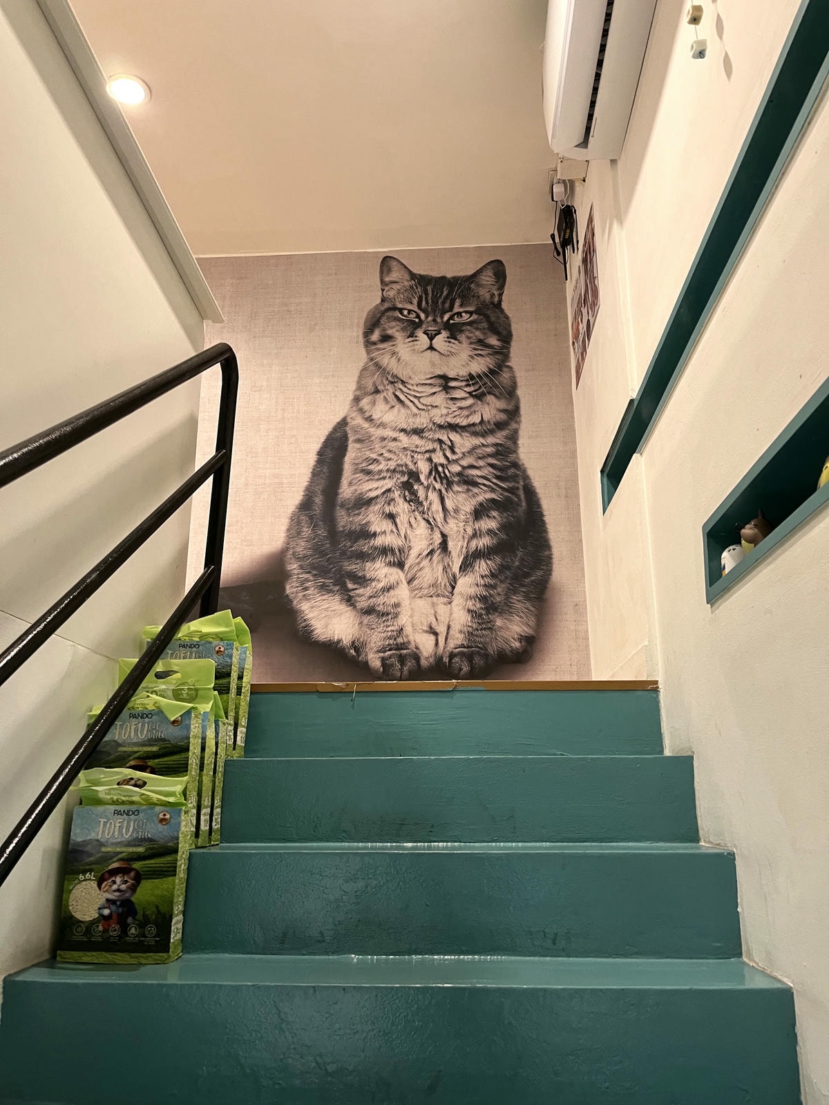 ASOK PETHOUSE CAT CAFE 曼谷 | 即將搬家 Asoke 領養機構開的貓咖啡 |