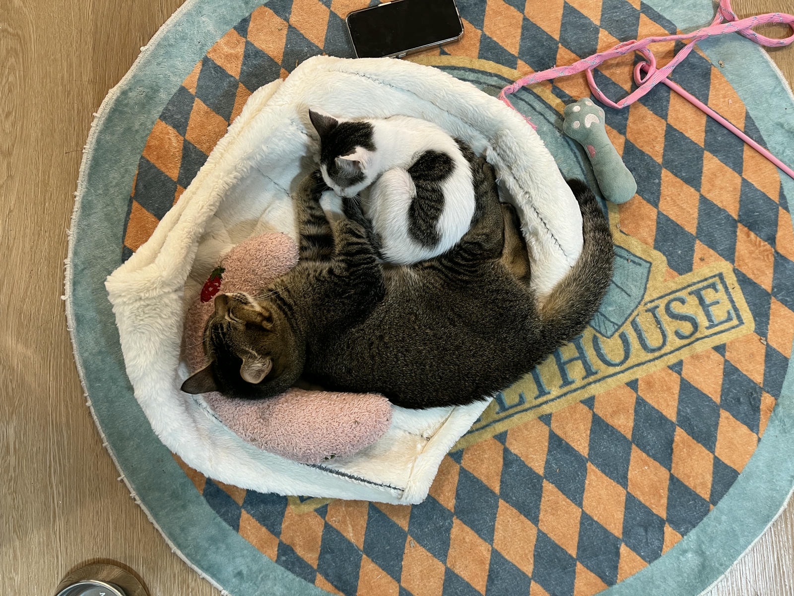 ASOK PETHOUSE CAT CAFE 曼谷 | 即將搬家 Asoke 領養機構開的貓咖啡 |