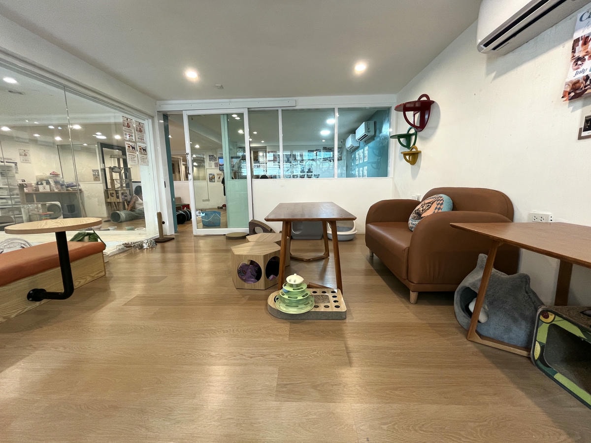 ASOK PETHOUSE CAT CAFE 曼谷 | 即將搬家 Asoke 領養機構開的貓咖啡 |