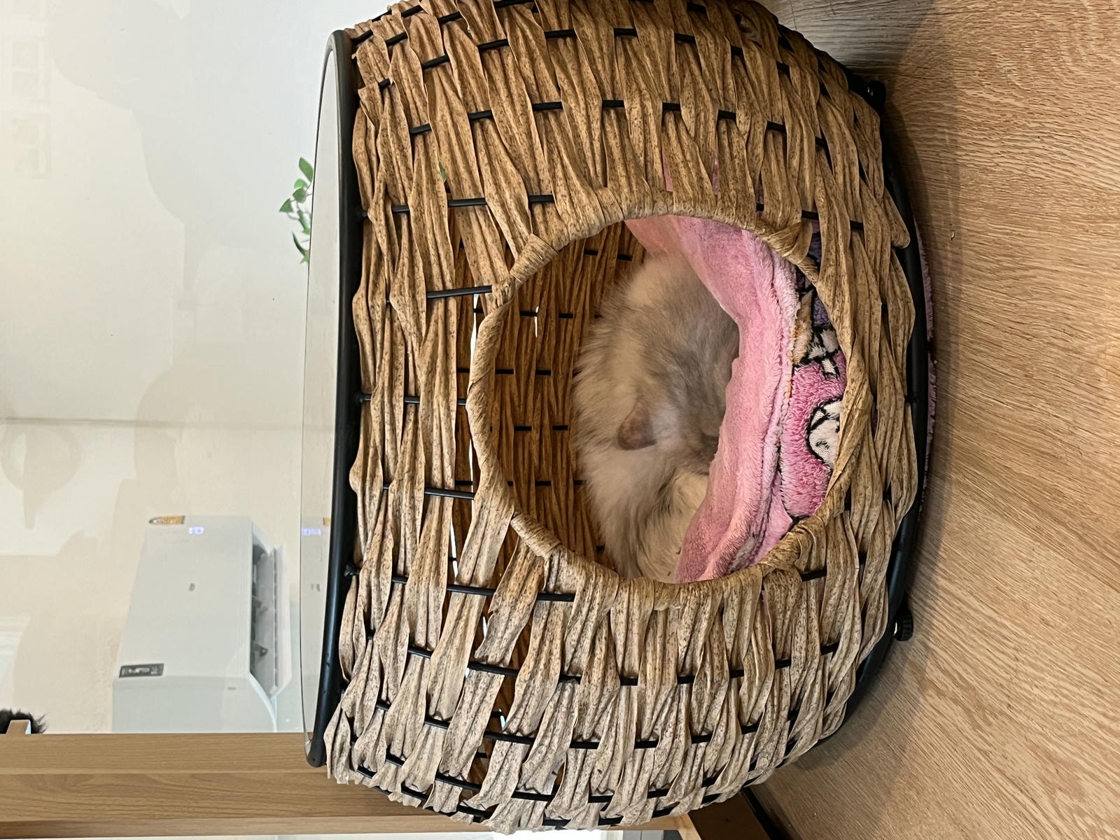 ASOK PETHOUSE CAT CAFE 曼谷 | 即將搬家 Asoke 領養機構開的貓咖啡 |