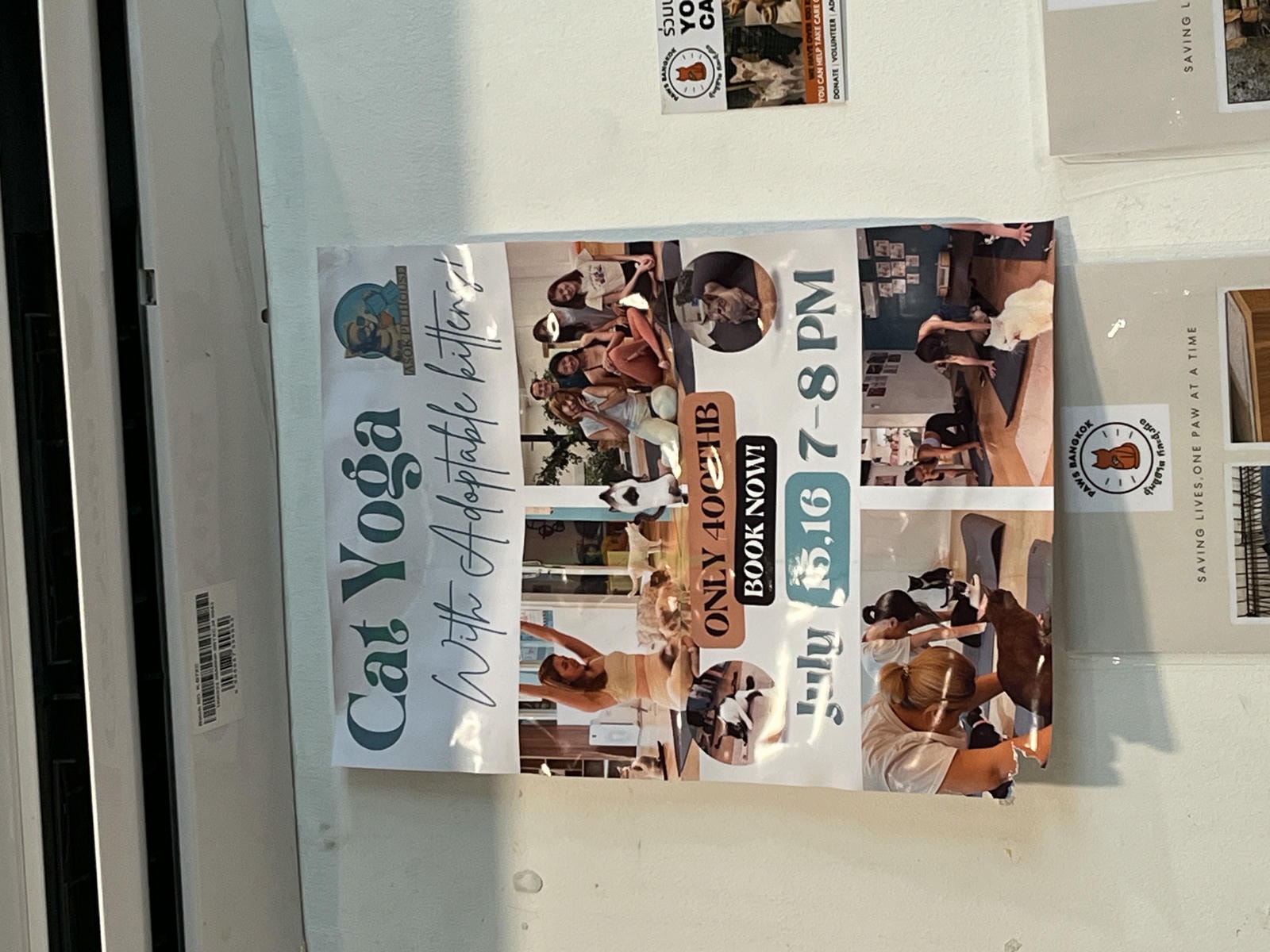 ASOK PETHOUSE CAT CAFE 曼谷 | 即將搬家 Asoke 領養機構開的貓咖啡 |