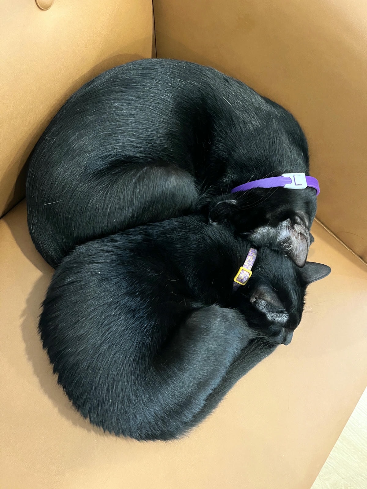 ASOK PETHOUSE CAT CAFE 曼谷 | 即將搬家 Asoke 領養機構開的貓咖啡 |