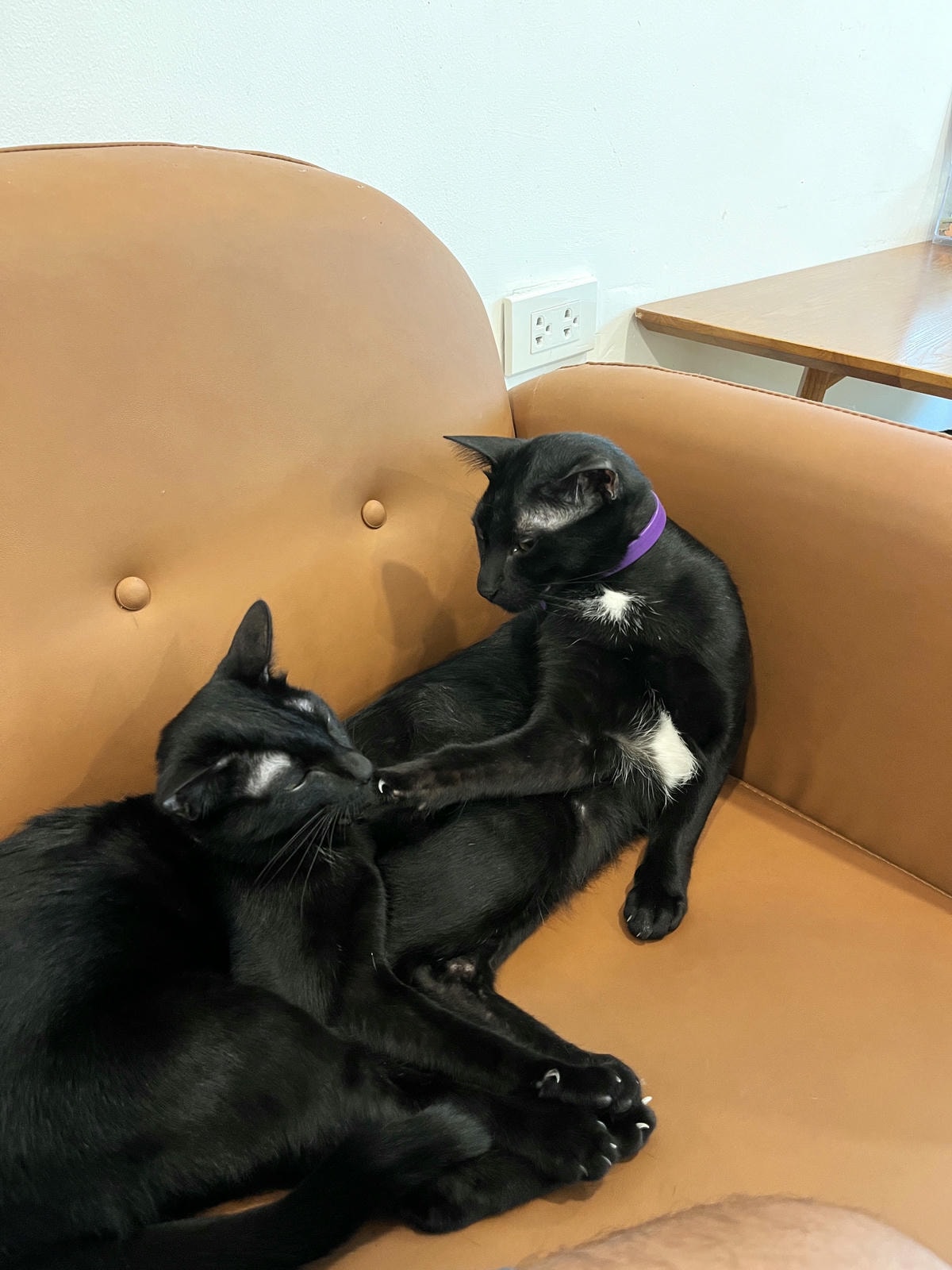 ASOK PETHOUSE CAT CAFE 曼谷 | 即將搬家 Asoke 領養機構開的貓咖啡 |