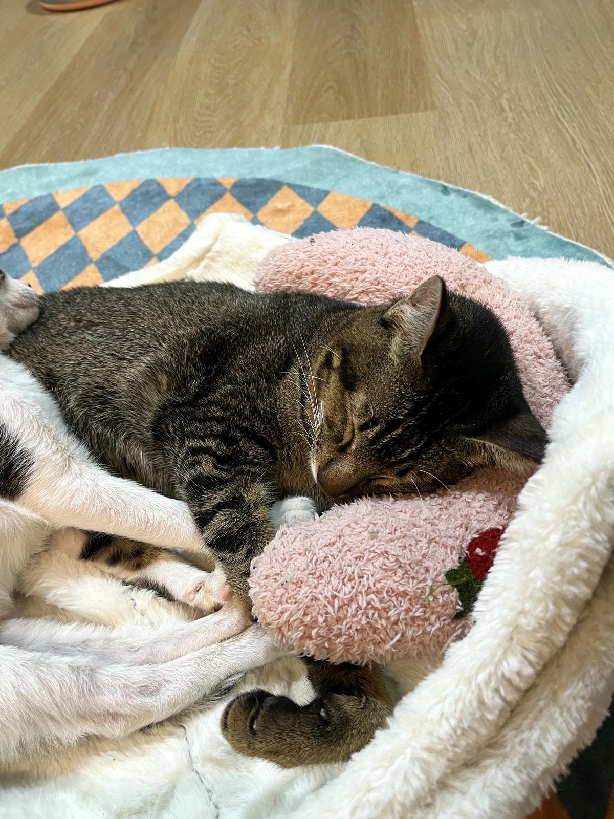 ASOK PETHOUSE CAT CAFE 曼谷 | 即將搬家 Asoke 領養機構開的貓咖啡 |