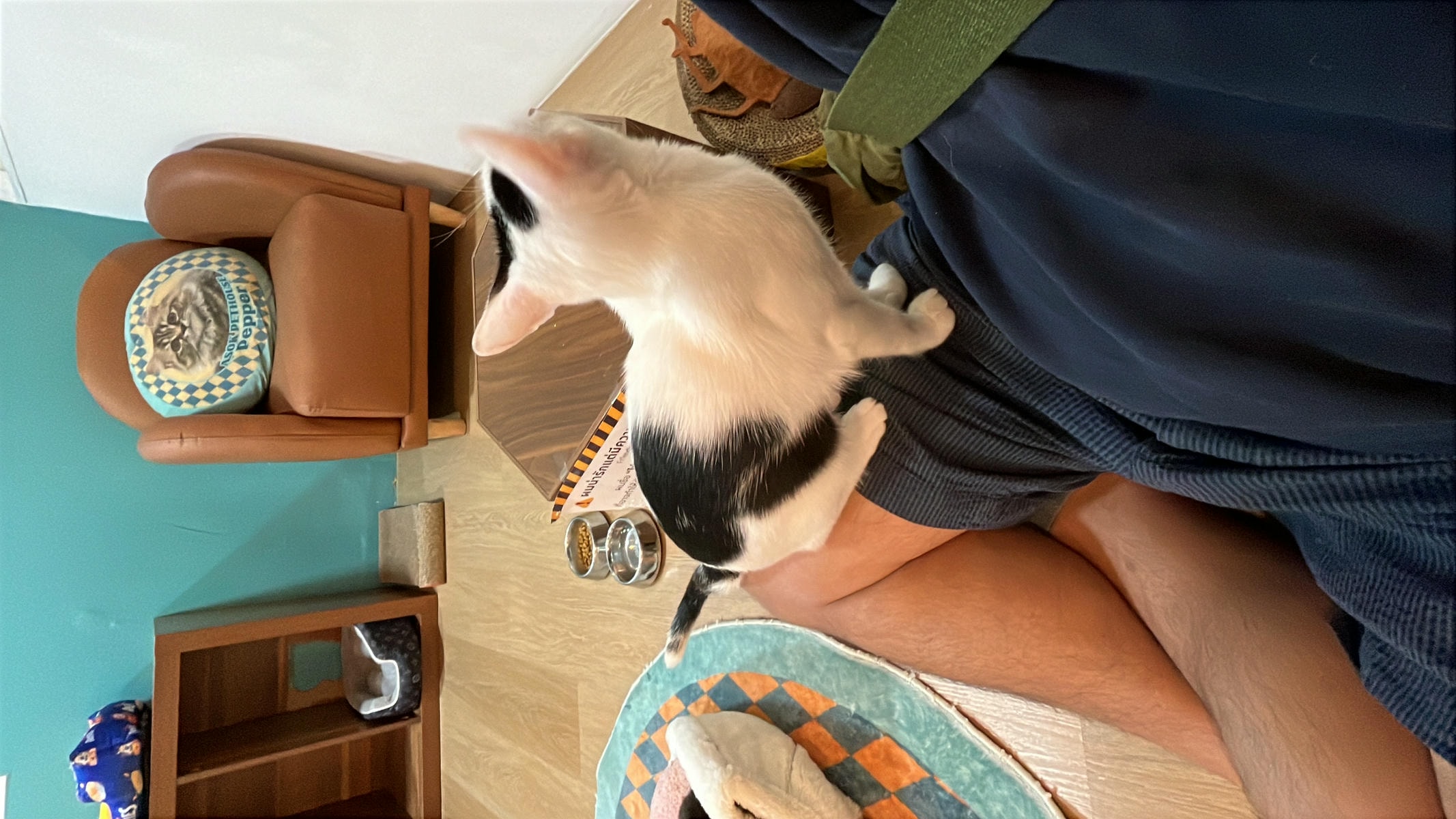 ASOK PETHOUSE CAT CAFE 曼谷 | 即將搬家 Asoke 領養機構開的貓咖啡 |
