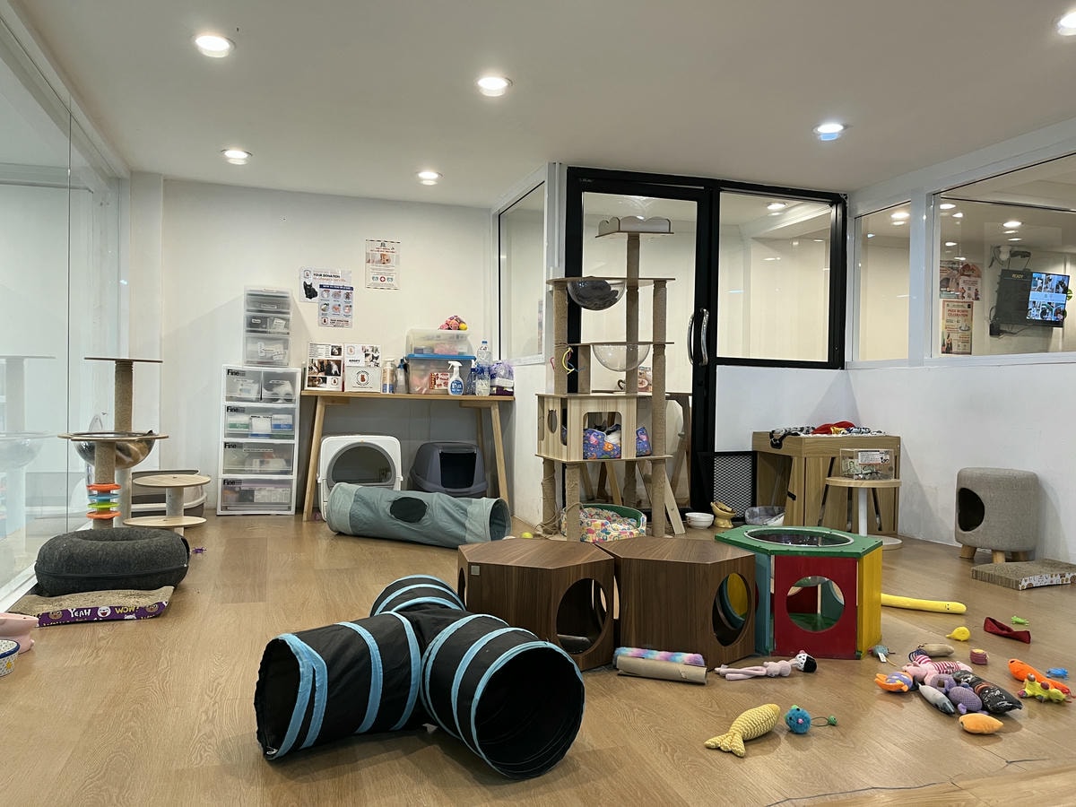 ASOK PETHOUSE CAT CAFE 曼谷 | 即將搬家 Asoke 領養機構開的貓咖啡 |