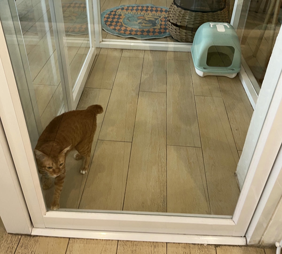 ASOK PETHOUSE CAT CAFE 曼谷 | 即將搬家 Asoke 領養機構開的貓咖啡 |