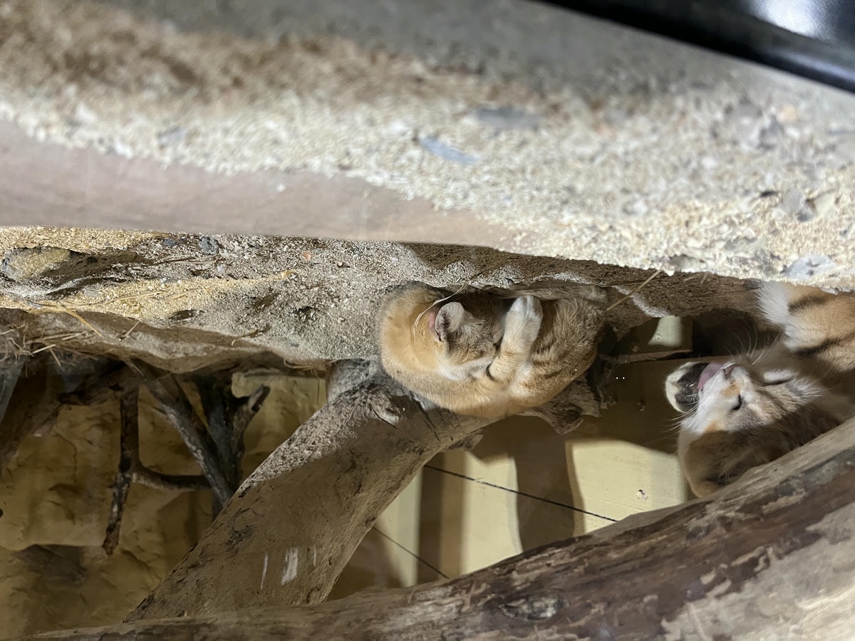 Neo Park 沖繩名護自然動植物園 | 放養動植物園 | 可以摸水豚好玩又便宜 - 第4張圖 Neo Park 沖繩名護自然動植物園 | 放養動植物園 | 可以摸水豚好玩又便宜