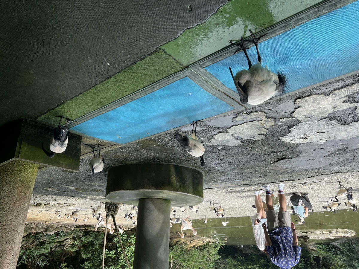 Neo Park 沖繩名護自然動植物園 | 放養動植物園 | 可以摸水豚好玩又便宜 - 第7張圖 Neo Park 沖繩名護自然動植物園 | 放養動植物園 | 可以摸水豚好玩又便宜