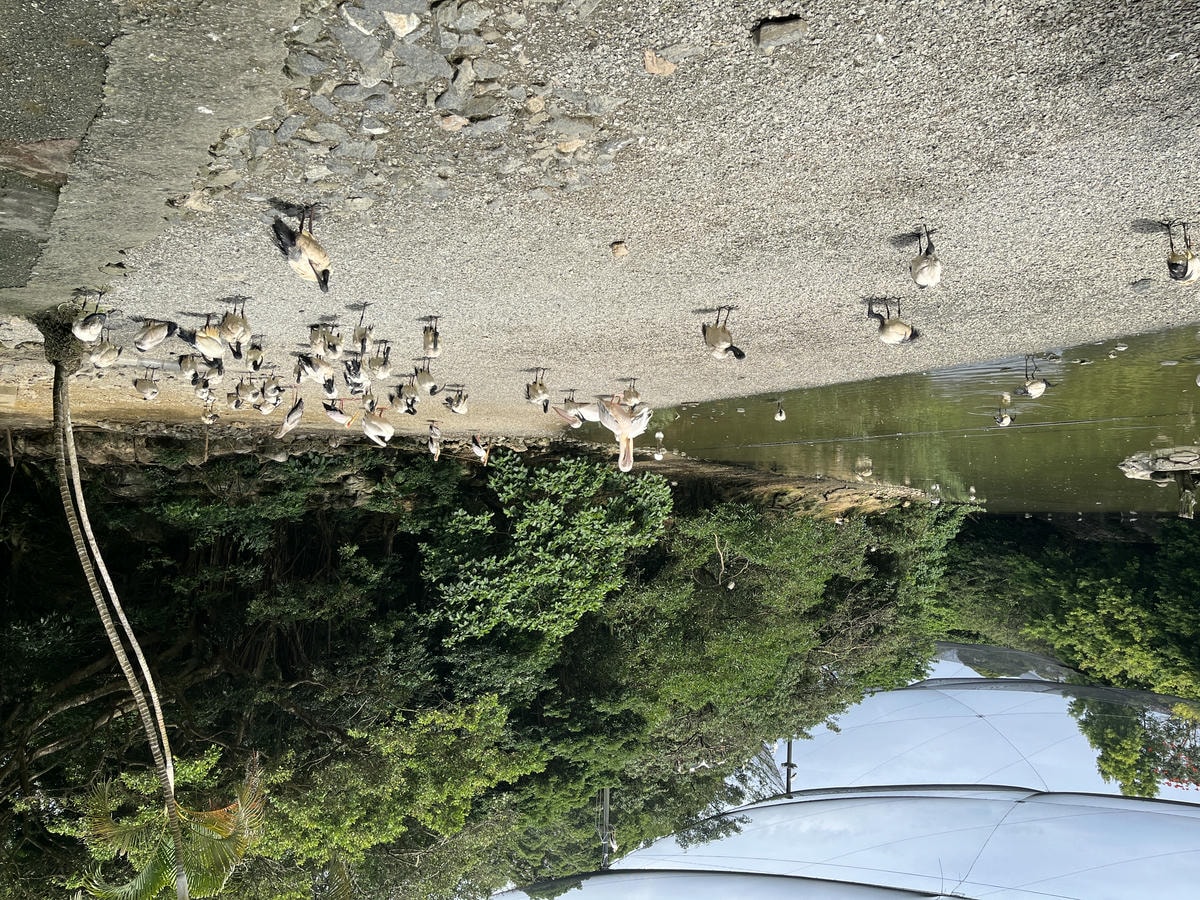 Neo Park 沖繩名護自然動植物園 | 放養動植物園 | 可以摸水豚好玩又便宜 - 第6張圖 Neo Park 沖繩名護自然動植物園 | 放養動植物園 | 可以摸水豚好玩又便宜