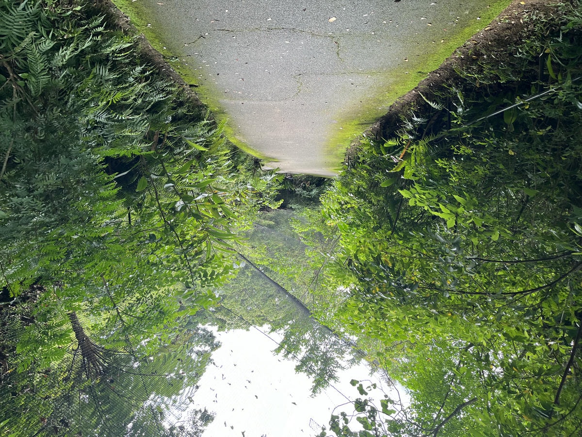 Neo Park 沖繩名護自然動植物園 | 放養動植物園 | 可以摸水豚好玩又便宜 - 第8張圖 Neo Park 沖繩名護自然動植物園 | 放養動植物園 | 可以摸水豚好玩又便宜