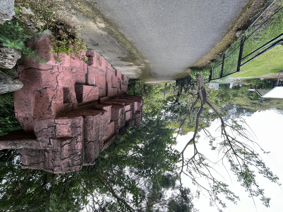 Neo Park 沖繩名護自然動植物園 | 放養動植物園 | 可以摸水豚好玩又便宜 - 第10張圖 Neo Park 沖繩名護自然動植物園 | 放養動植物園 | 可以摸水豚好玩又便宜