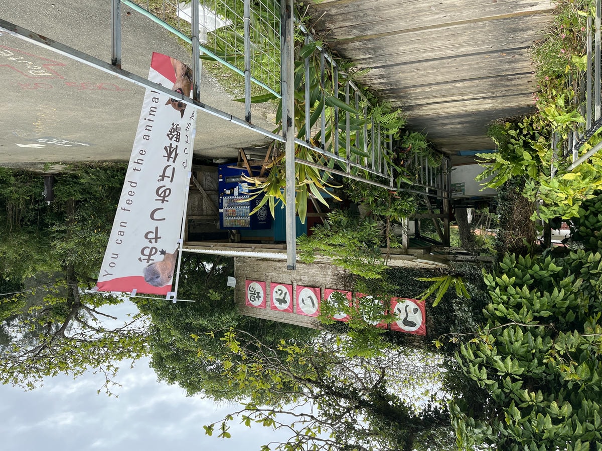 Neo Park 沖繩名護自然動植物園 | 放養動植物園 | 可以摸水豚好玩又便宜 - 第12張圖 Neo Park 沖繩名護自然動植物園 | 放養動植物園 | 可以摸水豚好玩又便宜