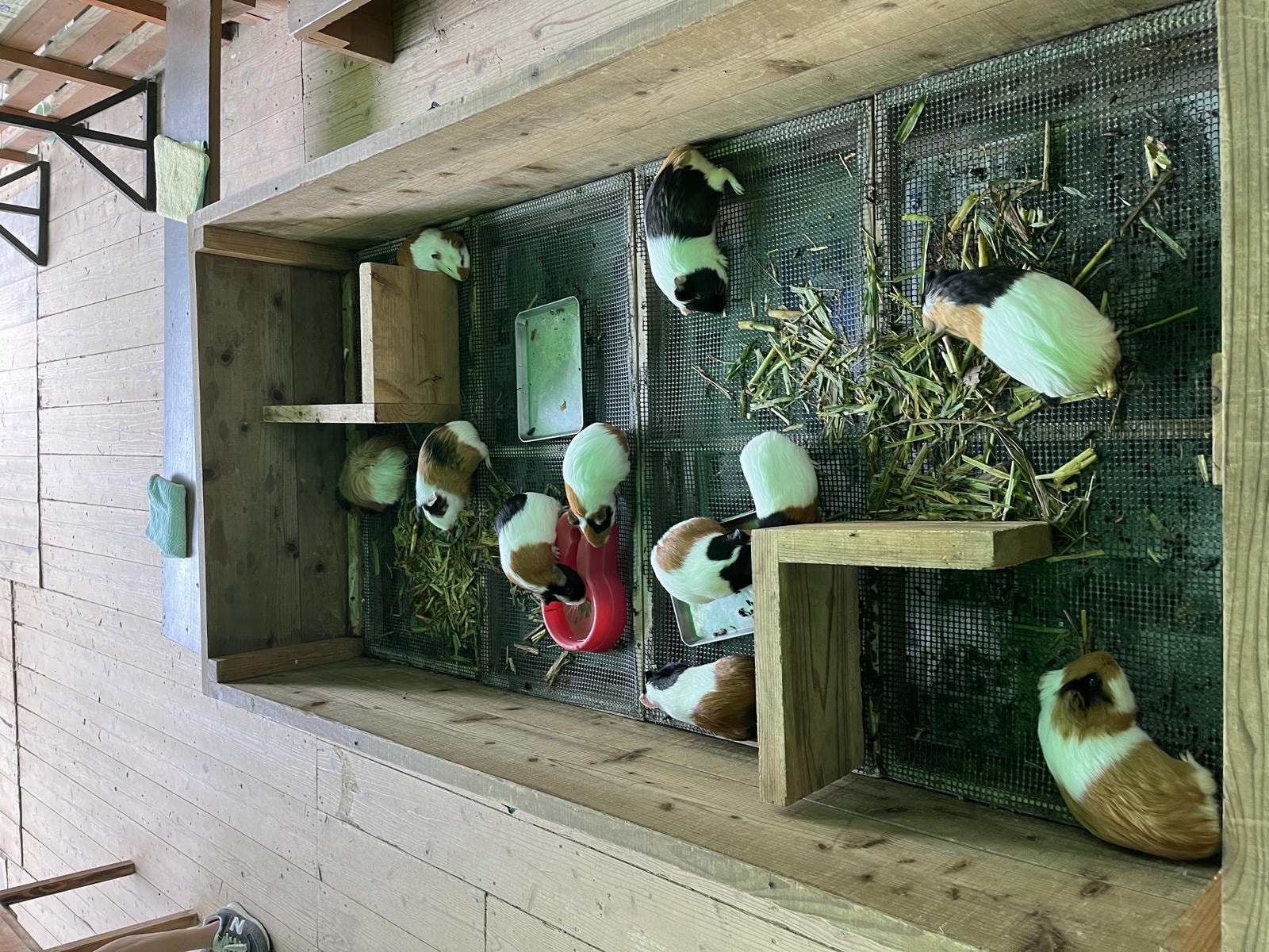 Neo Park 沖繩名護自然動植物園 | 放養動植物園 | 可以摸水豚好玩又便宜 - 第13張圖 Neo Park 沖繩名護自然動植物園 | 放養動植物園 | 可以摸水豚好玩又便宜