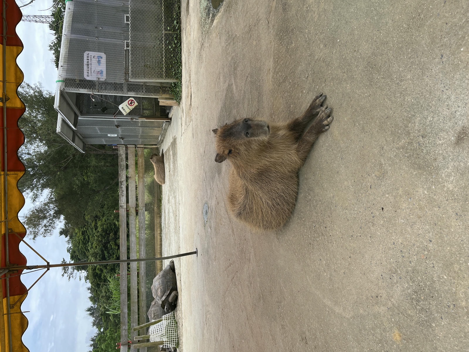 Neo Park 沖繩名護自然動植物園 | 放養動植物園 | 可以摸水豚好玩又便宜 - 第15張圖 Neo Park 沖繩名護自然動植物園 | 放養動植物園 | 可以摸水豚好玩又便宜