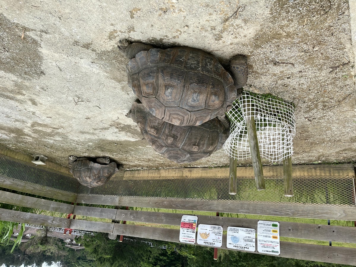Neo Park 沖繩名護自然動植物園 | 放養動植物園 | 可以摸水豚好玩又便宜 - 第17張圖 Neo Park 沖繩名護自然動植物園 | 放養動植物園 | 可以摸水豚好玩又便宜