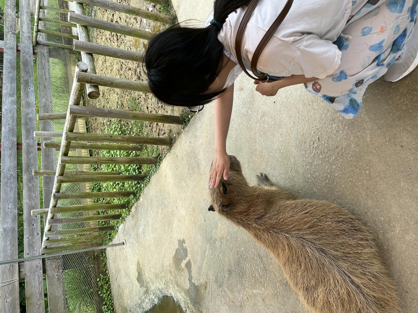 Neo Park 沖繩名護自然動植物園 | 放養動植物園 | 可以摸水豚好玩又便宜 - 第16張圖 Neo Park 沖繩名護自然動植物園 | 放養動植物園 | 可以摸水豚好玩又便宜