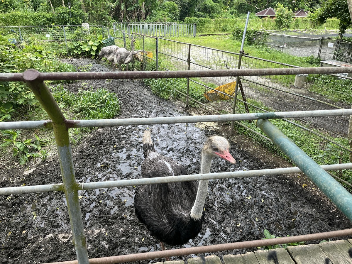 Neo Park 沖繩名護自然動植物園 | 放養動植物園 | 可以摸水豚好玩又便宜 - 第19張圖 Neo Park 沖繩名護自然動植物園 | 放養動植物園 | 可以摸水豚好玩又便宜