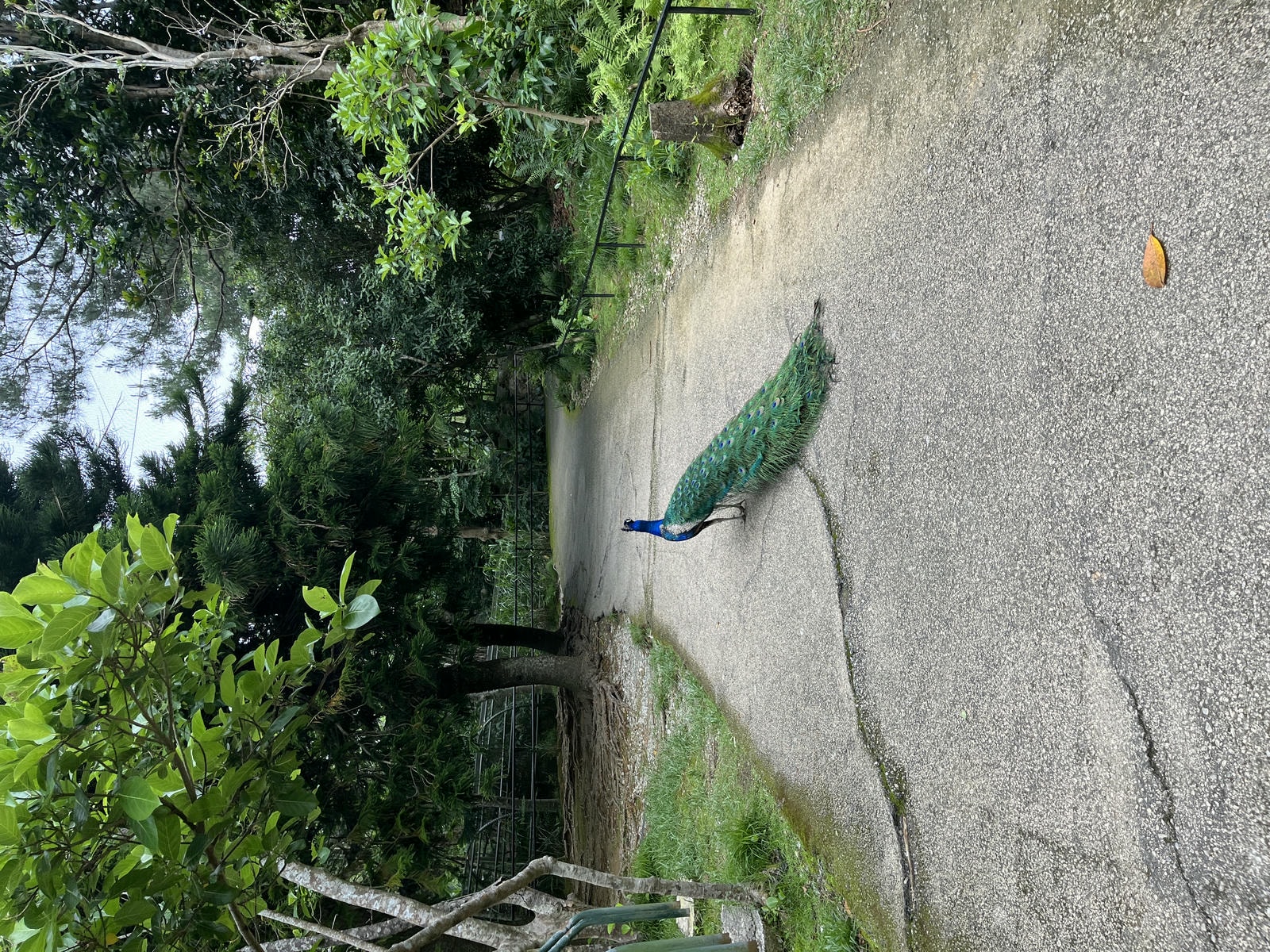 Neo Park 沖繩名護自然動植物園 | 放養動植物園 | 可以摸水豚好玩又便宜 - 第22張圖 Neo Park 沖繩名護自然動植物園 | 放養動植物園 | 可以摸水豚好玩又便宜