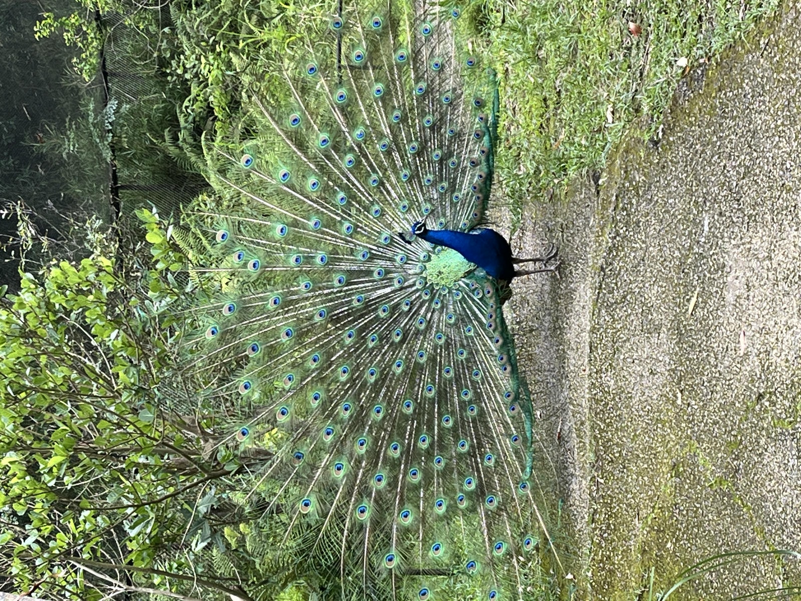 Neo Park 沖繩名護自然動植物園 | 放養動植物園 | 可以摸水豚好玩又便宜　