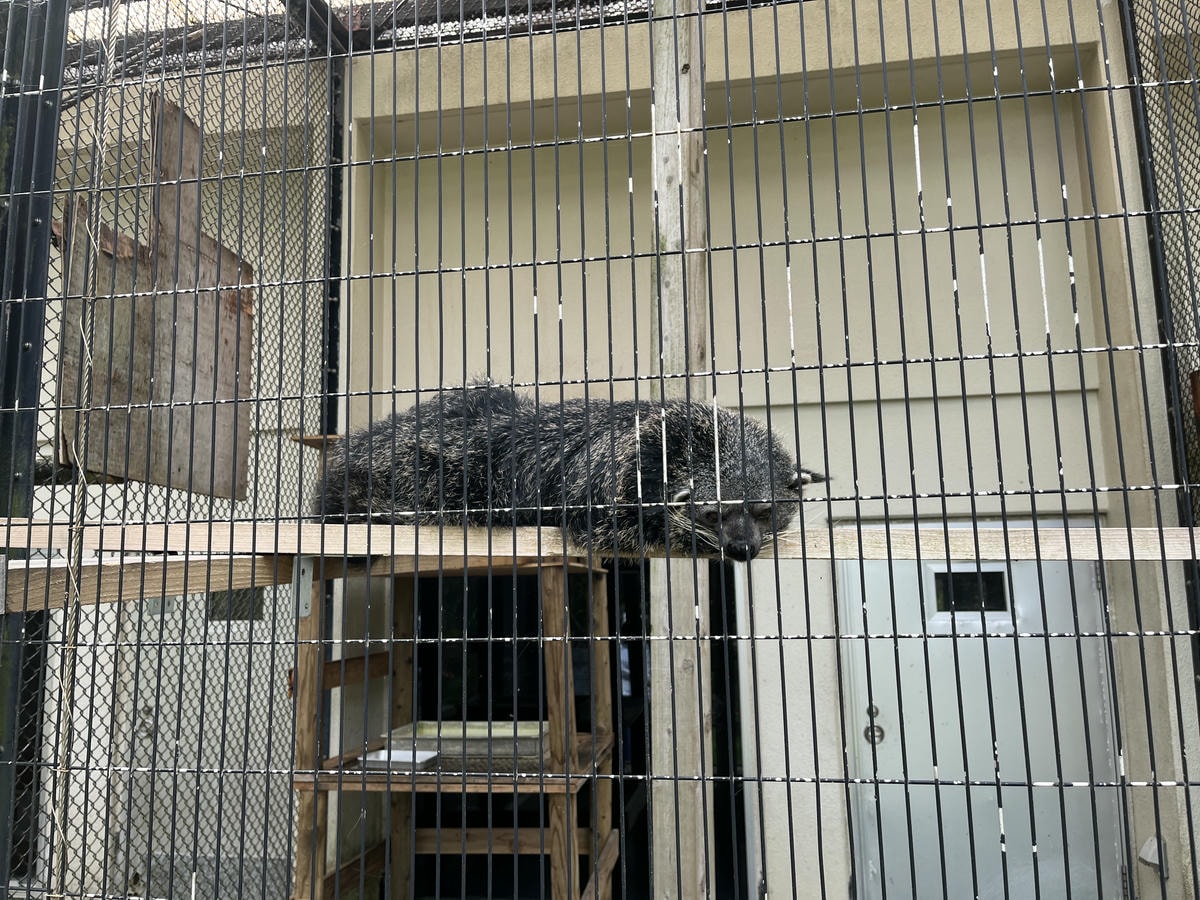 Neo Park 沖繩名護自然動植物園 | 放養動植物園 | 可以摸水豚好玩又便宜 - 第26張圖 Neo Park 沖繩名護自然動植物園 | 放養動植物園 | 可以摸水豚好玩又便宜