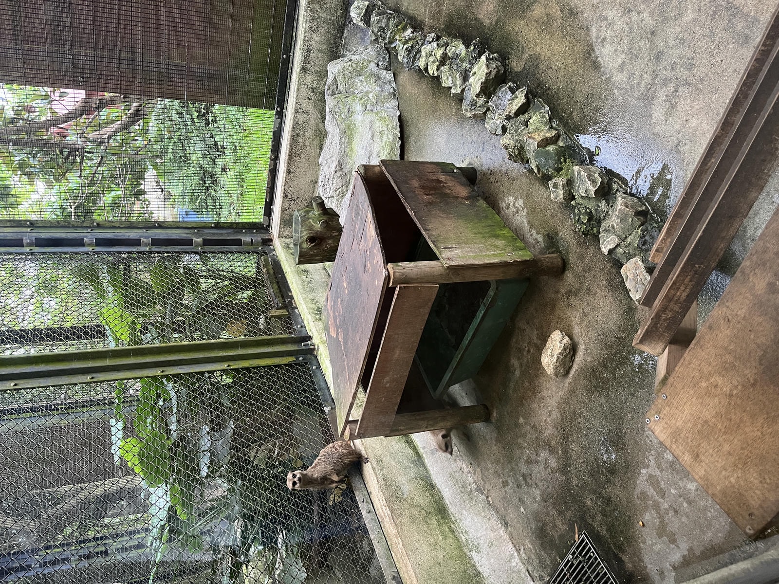 Neo Park 沖繩名護自然動植物園 | 放養動植物園 | 可以摸水豚好玩又便宜 - 第23張圖 Neo Park 沖繩名護自然動植物園 | 放養動植物園 | 可以摸水豚好玩又便宜