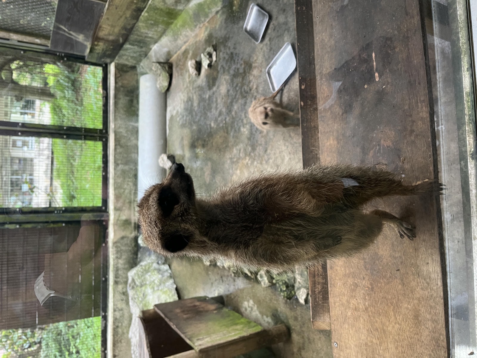 Neo Park 沖繩名護自然動植物園 | 放養動植物園 | 可以摸水豚好玩又便宜 - 第24張圖 Neo Park 沖繩名護自然動植物園 | 放養動植物園 | 可以摸水豚好玩又便宜