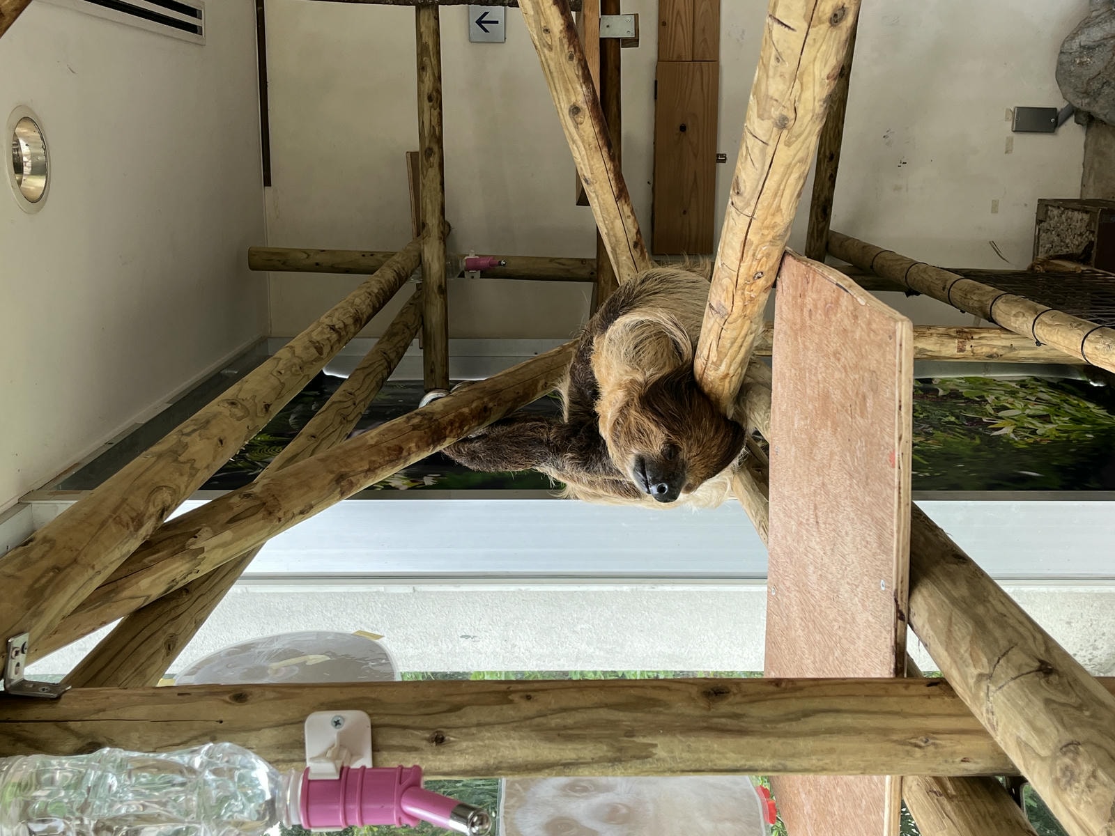 Neo Park 沖繩名護自然動植物園 | 放養動植物園 | 可以摸水豚好玩又便宜 - 第27張圖 Neo Park 沖繩名護自然動植物園 | 放養動植物園 | 可以摸水豚好玩又便宜