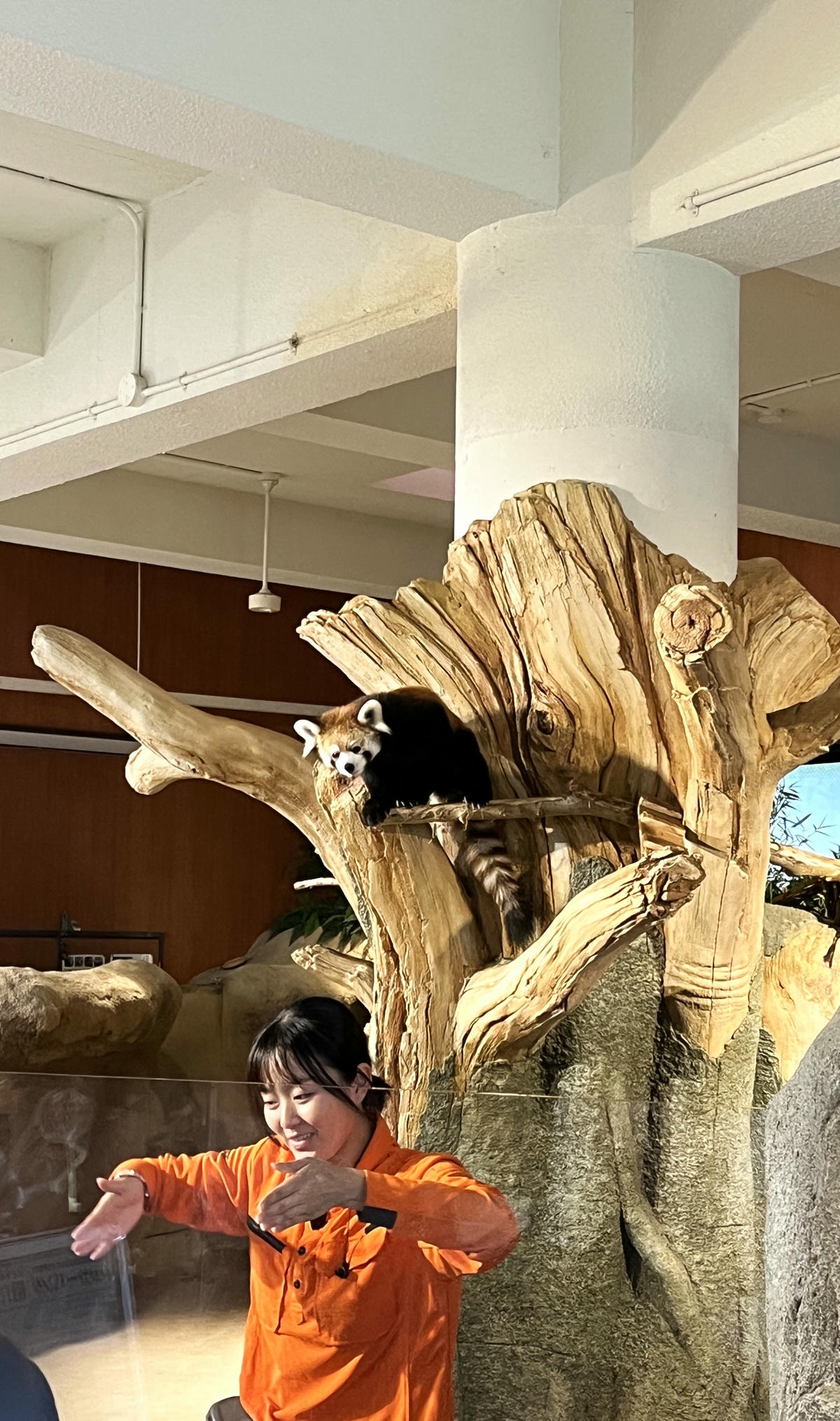 Neo Park 沖繩名護自然動植物園 | 放養動植物園 | 可以摸水豚好玩又便宜 - 第33張圖 Neo Park 沖繩名護自然動植物園 | 放養動植物園 | 可以摸水豚好玩又便宜