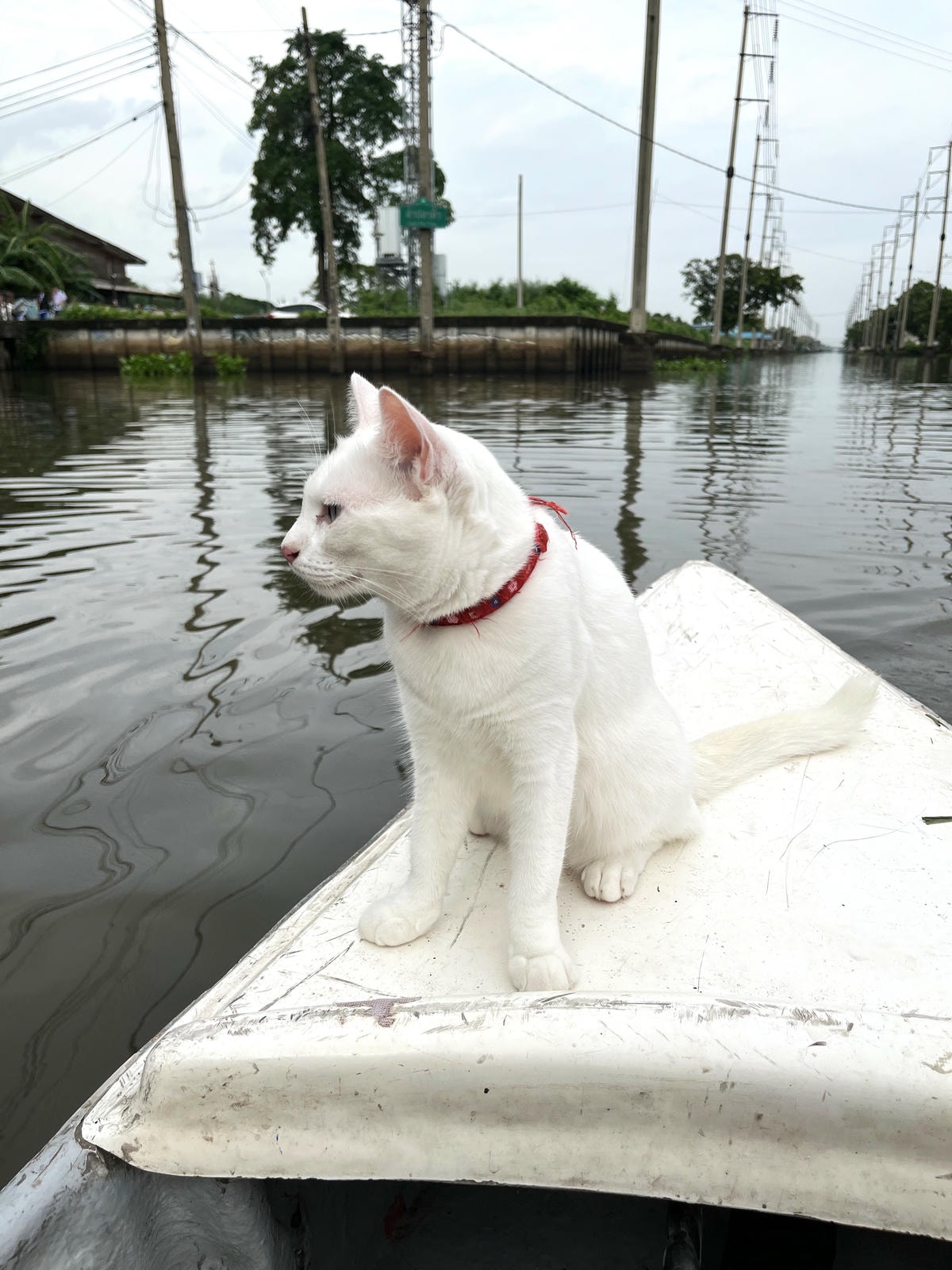 曼谷鱷魚頭水上市場 HUA TA KHE | 除了貓船以外體驗一下泰國在地水上市場 | 曼谷水上市場推薦 - 第37張圖 曼谷鱷魚頭水上市場 HUA TA KHE | 除了貓船以外體驗一下泰國在地水上市場 | 曼谷水上市場推薦